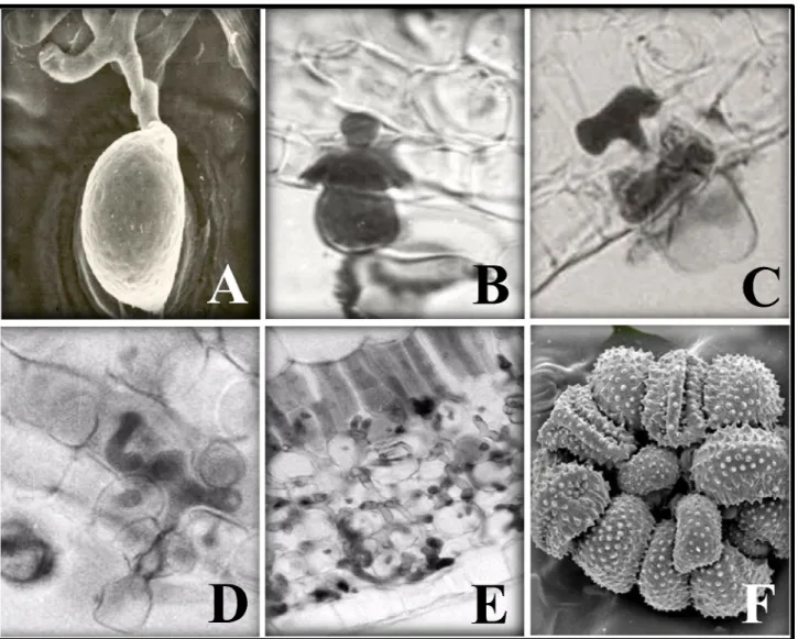 Figure 2. A) Appressoria differentiation over the stomata; B)Penetration hypha; C) Anchor;  
