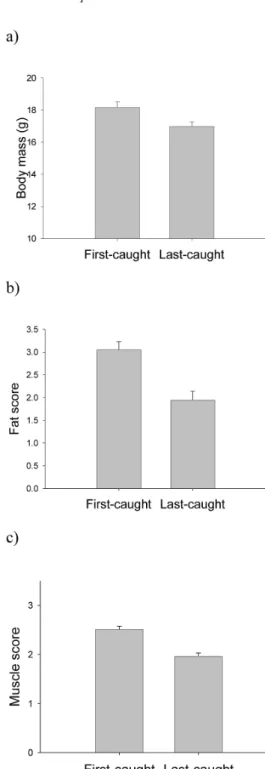 Fig. 1. Body condition of first-caught and last- last-caught Robins at the experimental feeding sites.