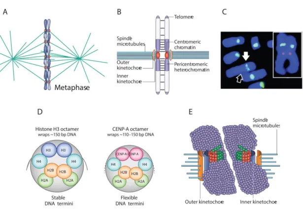 Figure  1.  Centromere  provides  a  platform  for  kinetochore  formation  and  is  epigenetically  defined  by  CENP-A  nucleosomes