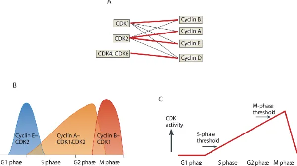 Figure 2. Cdks form pairs with different cyclins and their activity drives the cell cycle