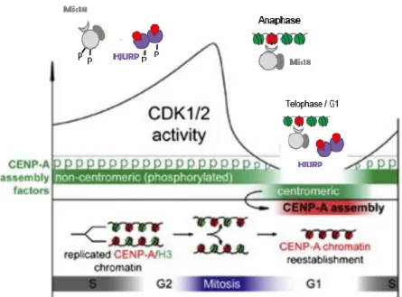 Figure 3. Overview of the cell cycle regulation of CENP-A assembly. During S phase, CENP-A nucleosomes  (red)  are  redistributed  to  each  daughter  centromere,  and  by  the  end  of  mitosis,  each  daughter  centromere  possesses  one-half  of  the  f