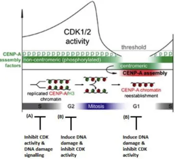 Figure  4.  Strategy  adopted  to  assess  possible regulation of CENP-A assembly  by DNA damage signaling