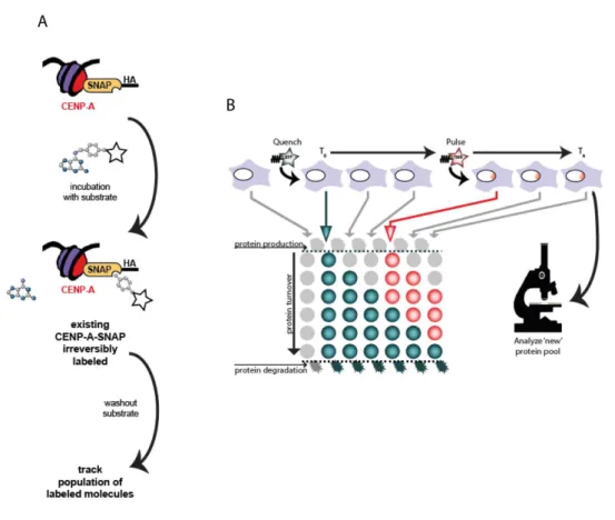 Figure  5.  Principle  of  SNAP-based  imaging  and  Quench-Chase-Pulse  strategy.  A)  SNAP  is  an  enzyme that catalyzes its own irreversible covalent binding to specific substrates, and in this case, is cloned as  an  epitope  tag  to  CENP-A  (CENP-A-