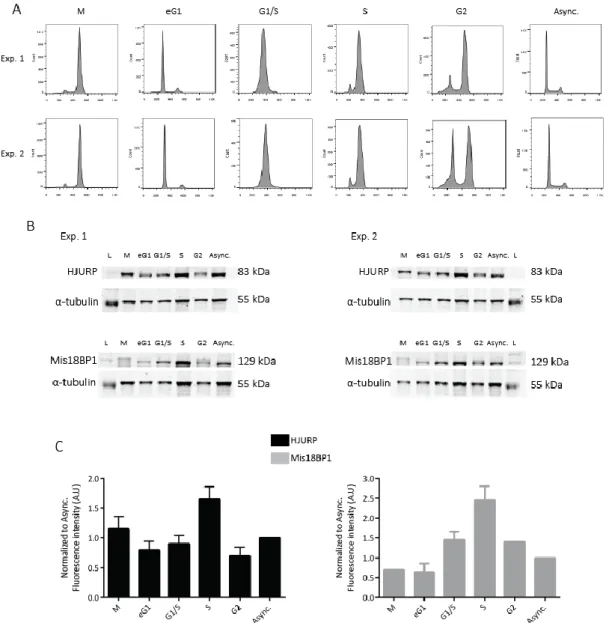 Figure 6. HJURP and Mis18BP1 are present in S phase. (A) FACS profiles of synchronized cells, obtained by  propdium  iodide  (PI)  staining  for  two  independent  experiments  (Exp  1  and  Exp  2  respectively)