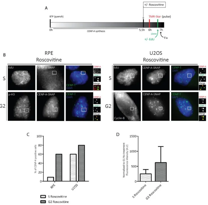 Figure 9. U2OS cells but not RPEs, are permissive to CENP-A assembly in S phase under Cdk inhibition