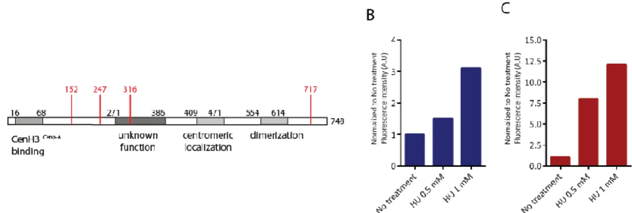 Figure  10.  HJURP  has  several  putative  ATM/ATR  phospho-sites  and  its  protein  levels  increase  upon  incubation with hydroxyurea (A)  Map  of  identified  HJURP  domains  and  putative  phosphorylation  sites  by  ATM and ATR (red bars)