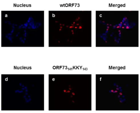 Figure  6.  ORF73 141 KKY 143  localises  to  the  nucleus.  HEK  293T  cells  were  transiently  transfected  with  a  plasmid encoding Myc-tagged wtORF73 (panels a, b and c) or ORF73