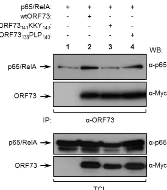 Figure  10.  ORF73