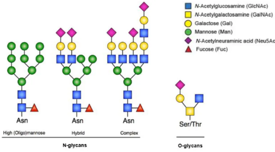 Figure 1.1 – N-glycan and O-glycan structures. N-linked glycosylation occurs through consensus Asn residues whereas O- O-linked glycosylation occurs through Thr or Ser amino acids