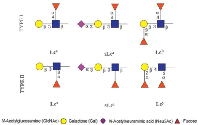 Figure 1.2 – Lewis antigens. They are a group of glycans that carry a Fuc linked to GlcNAc residue
