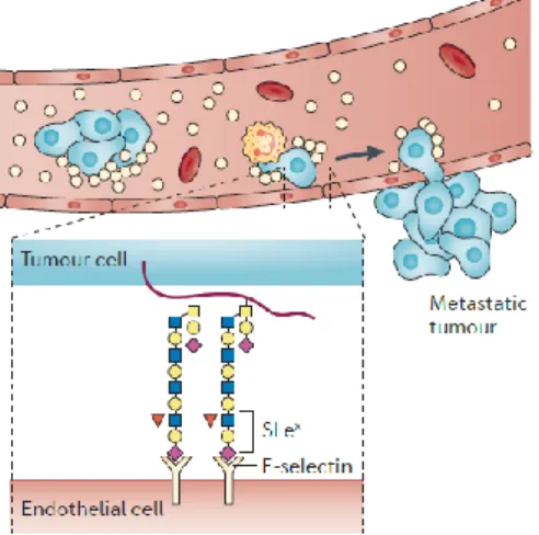 Figure 1.3 – sLe x/a  in cancer progression and metastasis. sLe x/a  expressed in tumour cells plays a role in extravasation and  tissue  invasion  by  recognizing  receptors,  namely  E-selectin,  expressed  in  endothelial  cells
