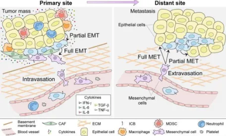Figure  1.4  –  Epithelial-Mesenchymal  Transition  network.  Primary  tumour  cells  start  to  increase  the  expression  of  mesenchymal markers due to the presence of proinflammatory cytokines in the tumoral microenvironment where CAF, MDSC,  Macrophag