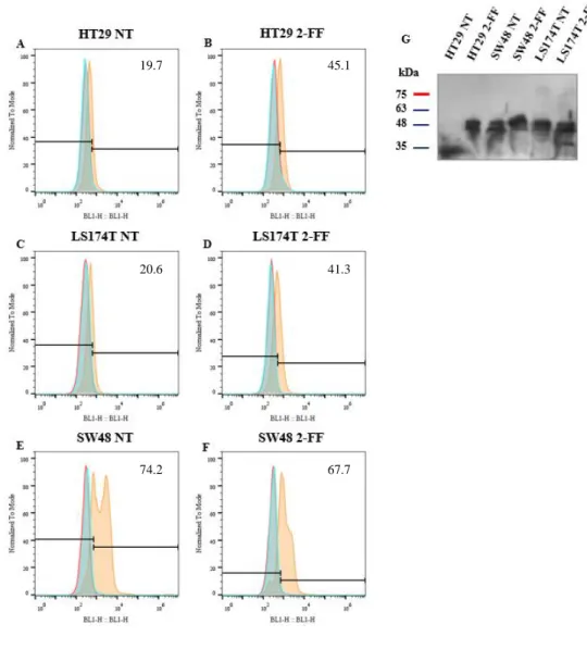 Figure 3.8 - Effect of fucosylation inhibitor in CK expression. A-F. Flow cytometry analysis of CK expression after 2-FF  treatment
