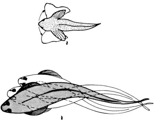 Fig.  2  -(a)  Torção  e  (b)  Ondulação  lateral.  Padrões  de  ameaça  do  repertório  comportamental  de  Coryphoblennius galerita  (Almada  et  al.,  1973)  e  de  Blennius 
