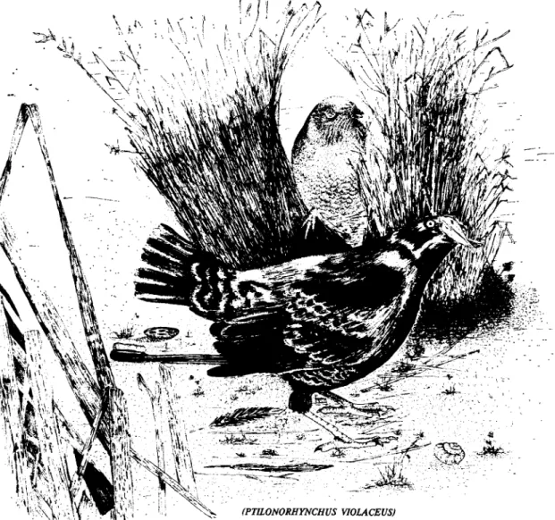 Fig.  4 -   Jardim  de  acasalwnento  do  macho  de  Ptilonorhyncus  violaceus.  Desenho  de  José  Carh  Silva  composto  a  partir  de  uma  fotografia de  Jean-Paul  Ferraro  (Natural  History),  1983,  9:50/1, 