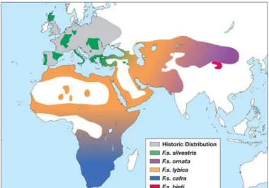 Fig 2. Geographic distribution of the five wildcat subspecies (Ramos 2014). 