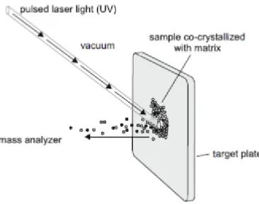 Figure 1.4- Schematic illustration of the MALDI ionization method: the sample co-crystalized with the  matrix  is dried in the target plate and is placed in the vacuum system of the mass spectrometer
