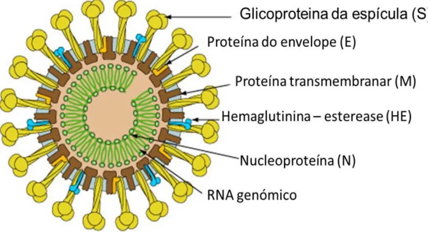 Figura 6 – Virião de Coronavírus 