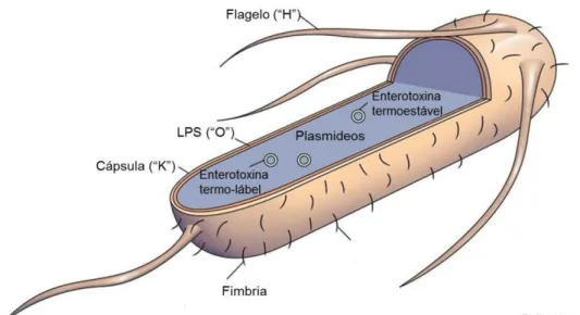 Figura 9 – Factores de virulência da E. coli ETEC 
