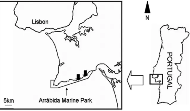Figure 1. Arra¤bida Marine Park location on the Portuguese coast and sampling sites (black arrows).