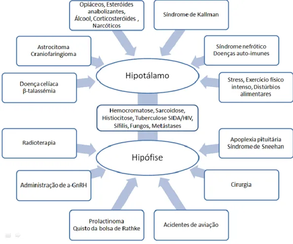 Figura  1  -  Causas  de  Hipogonadismo  Hipogonadotrófico  Fonte:  Dhaliwal  L,  Gainder  S