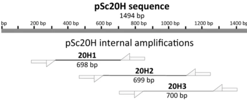 Figure 2. Dimensions (bp) of fragments expected from the amplification of three internal  segments of pSc20H (accession number AF305943): 20H1, 20H2, and 20H3