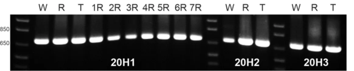 Figure 3. PCR banding profiles of wheat (W), rye (R), triticale (T) and seven wheat-rye  addition lines (numbers correspond to rye homologous chromosomes pair) obtained with  primers designed to amplify the three internal segments of pSc20H: 20H1, 20H2 and