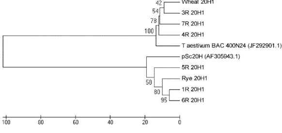 Figure 4. Neighbor-joining tree constructed utilizing the method [25] based on nucleotide  alignment of 20H1 internal segments amplified from wheat, rye and wheat-rye addition  lines