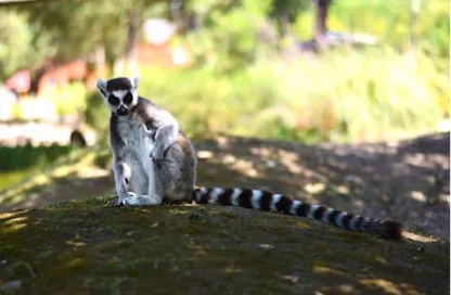 Figure 1. The ring-tailed lemur (Original picture) 