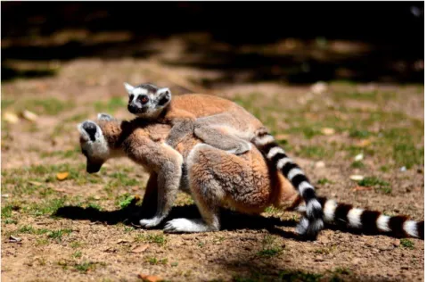 Figure 4. Ring-tailed lemur eating vegetation (Source: http://etc.usf.edu) Figure 3. Young lemur attached to mother's back (Original picture) 