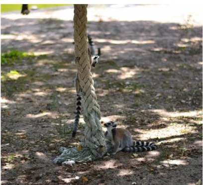 Figure 5. Attempt to mimic the wild habitat using a rope for young lemurs (Original picture) 