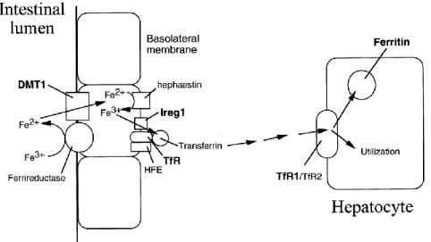 Figure 6. Iron absorption and transport scheme. Molecules shown in bold (DMT1. Ireg1, Tf R1  and ferritin) are regulated through iron-responsive elements (Templeton &amp; Liu, 2003) 