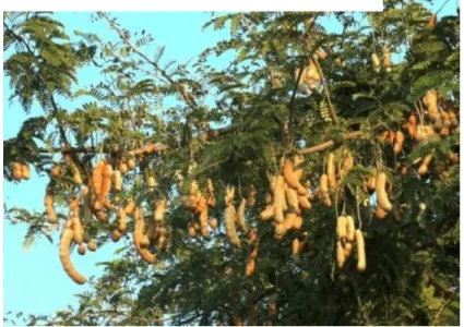 Figure 7. Tamarindus indica tree (Richard &amp; Francis, 2016) 