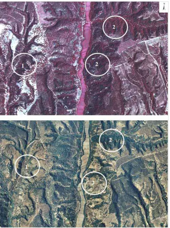 Fig. 4 - Aerial photographs of  Ulme area in 1995 (colour near  in-frared - top) and 2007 (true RGB  colour - bottom) showing land use  changes in the area burnt in 2003  (approximate scale 1:10.000): (1)  In 1995, the steeper slopes and  gul-lies were cov