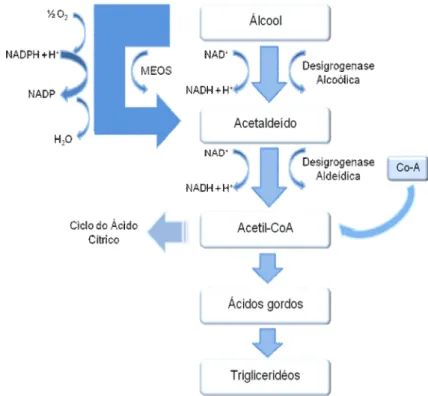Figura 1. Vias de metabolização do álcool.  (2)   