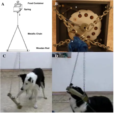 Figure 1  Experimental apparatus and dogs operating it. (A) In order to retrieve a food reward,  dogs had to press down a wooden rod  using either their paw or their mouth