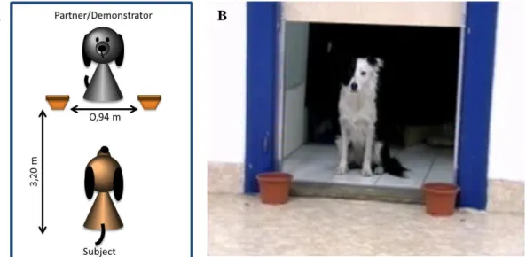 Figure 3  Two-way object choice task. (A) Schematic representation of the experimental set up  used in phase two