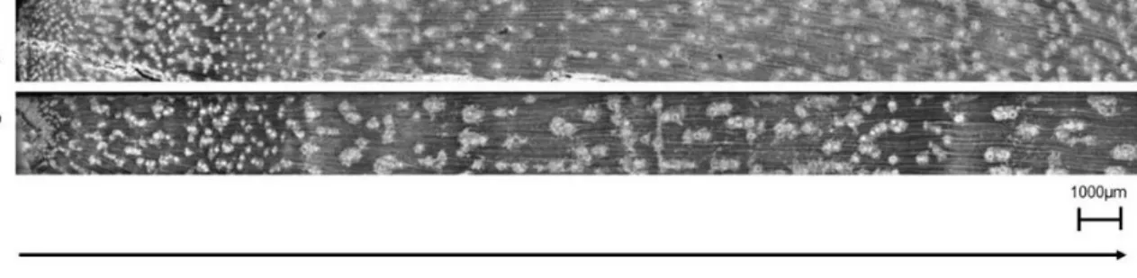 Fig. 1. Radial images of the cross-sections of E. botryoides (a) and E. maculata (b) 