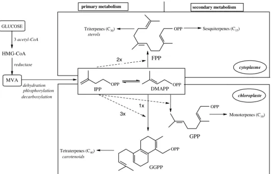 Fig. 1. Biosynthesis of terpenols in plants (16) (HMG-Co-A: b-hydroxy-b-mehylglutaryl coenzyme A; MVA: (R)-(+)-mevalonic acid; IPP: isopentenyl pyrophosphate; OPP: ortho-pyrophosphate; DMAPP: 3,3-dimethylallyl pyrophosphate; FPP: farnesyl pyrophosphate; GP