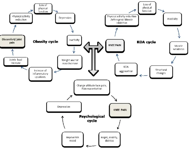 Fig 2. Bidirectional relationship between obesity and KOA cycle