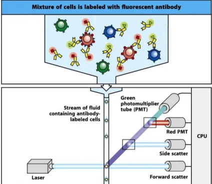 Figure 3.2. Flow Cytometry Technique Principle Overview - Murphy, K., Travers, P., Walport, M., &amp; Janeway, C