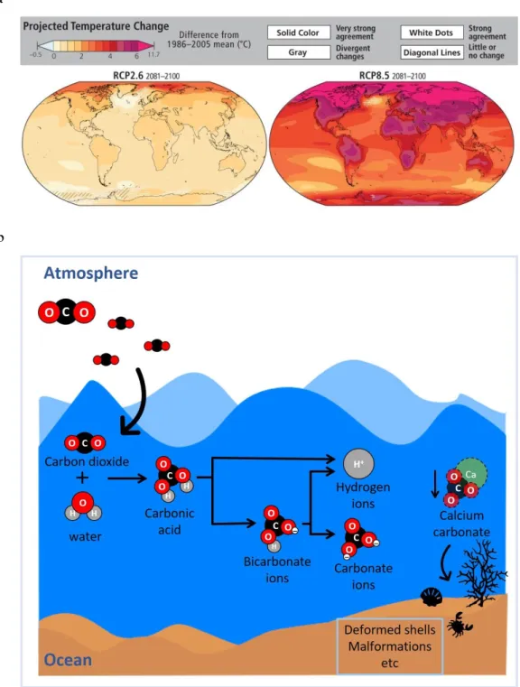 Figure  2  –  (a)  Projected  changes  in  annual  average  surface  temperature  for  2081-2100,  according to RCP2.6 and 8.5 (source: IPCC 2014); (b) Ocean acidification schematics of the  fate of carbon dioxide (CO 2 ) as it dissolves in the seawater, a