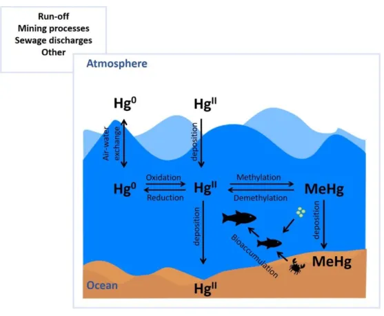 Figure 5  – Mercury (Hg) cycle: atmospheric and oceanic Hg sources; oxidation  – reduction,  methylation – demethylation and deposition processes of different Hg forms [elemental Hg  (Hg 0 ), inorganic Hg (Hg II ) and methylmercury (MeHg)]; bioaccumulation