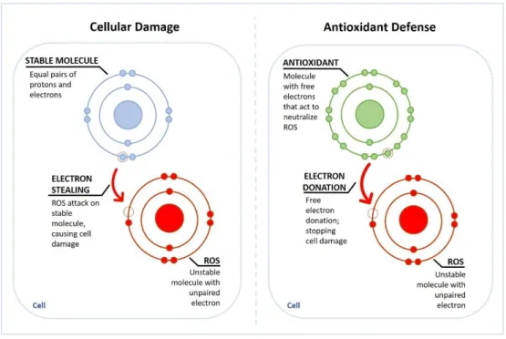 Figure 7 – Schematics of reactive oxygen species (ROS) action within the cell: electron stealing  of  a  stable  molecule,  causing  cell  damage  (left  side);  electron  donation  by  an  antioxidant,  avoiding cell damage (right side)