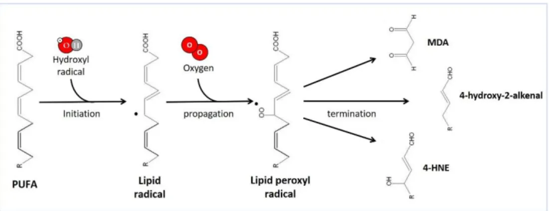 Figure 9 – Lipid peroxidation of polyunsaturated fatty acids (PUFA) 