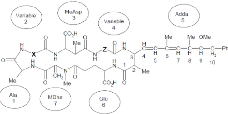 Figure 1 - General structure of microcystin consisting of D-alanine (Ala); two variable amino acids (position X and Z); 