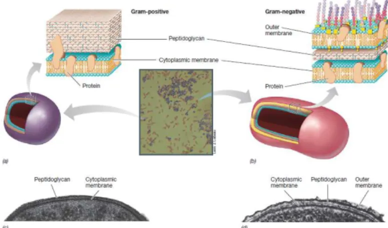 Figure 3 – Main differences from Gram-positive bacteria and Gram-negative bacteria. (From Madigan et al., 2012) 