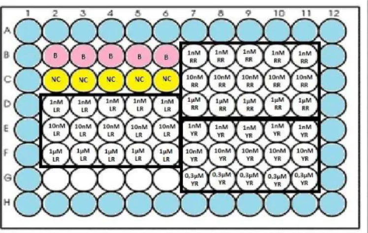 Figure  4  -  Schematic  representation  of  the  microplate  wells  inoculation,  containing  microcystin  exposure  in  five  replicates