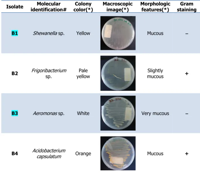 Table 2 - Major features of all 24 aquatic bacteria isolated from three Portuguese freshwater reservoirs: Albufeira de Monte da Barca (B), Magos (M) and Patudos (P)