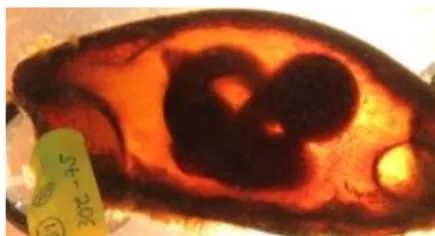 Figure 2. Bamboo shark embryo  in front of a light source. 